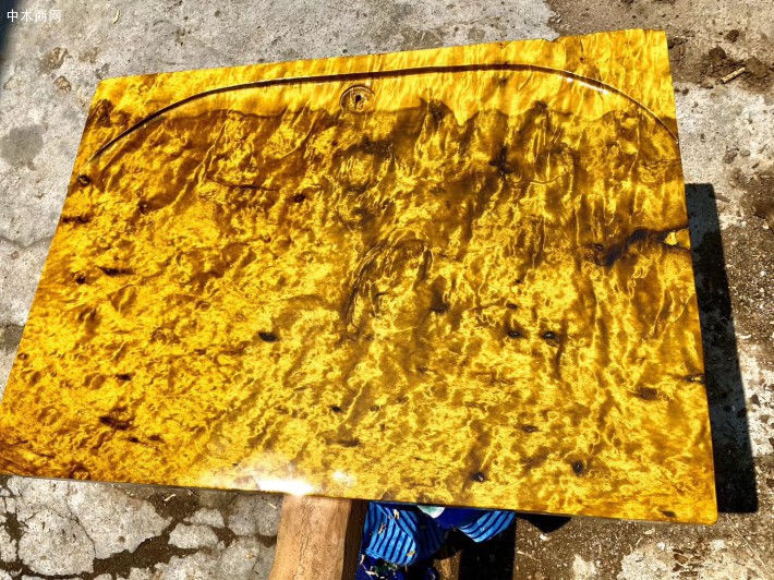 缅甸金丝楠木茶盘,金丝楠木大板,波纹板,黄金樟树瘤板高清图片