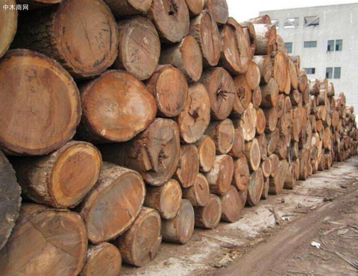 7月份缅甸累计查获81张非法柚木门非法木材10吨