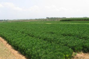 黑松树苗,黑松小苗,侧柏小苗,山东侧柏苗厂家直销图2