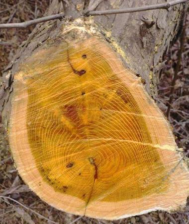 农村最常见的硬木头有哪些图片