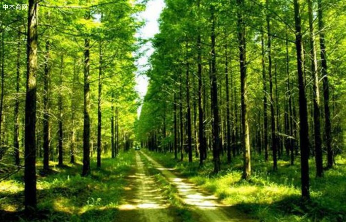 沙捞越州森林部增加人工林的额外策略