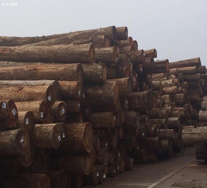 优质桉木原木原产地批发价格