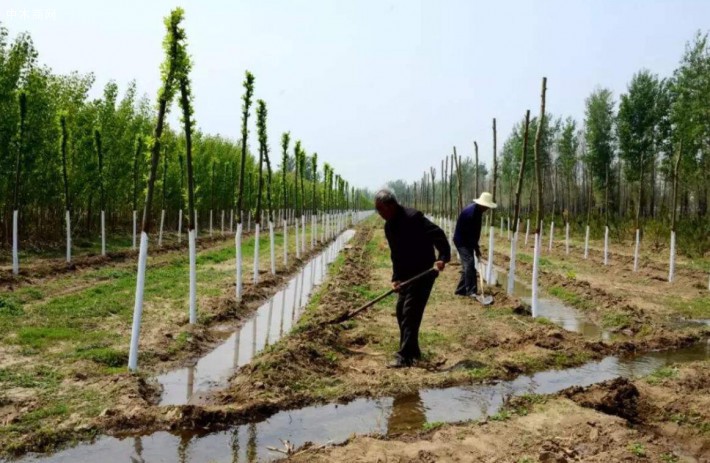 临沂市兰山区:五年造林4.99万亩,国土绿化提速增效