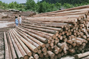 大量供应优质杉原木,不同规格杉木原木和杉木檩条图2