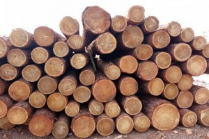 樟子松木料有哪些用途及价值？