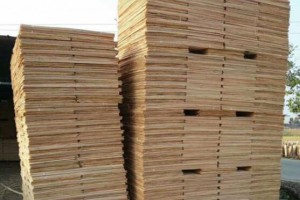 桉木板皮生产厂家高清视频