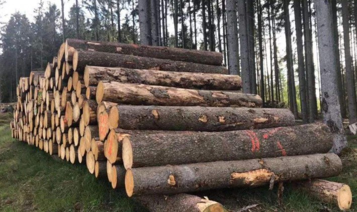 未来将会有更多的欧洲木材公司关注中国木材市场