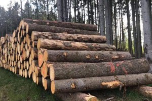 未来将会有更多的欧洲木材公司关注中国木材市场