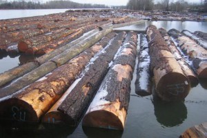 清和木业进口原木高清图片