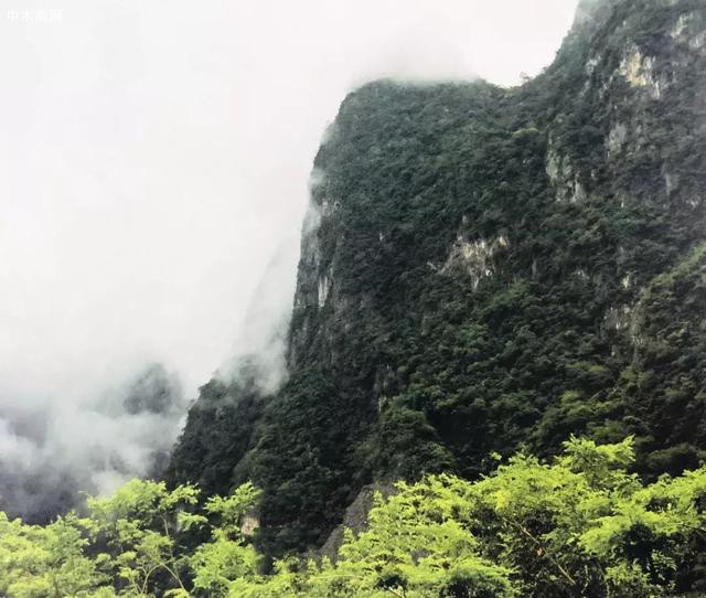 黄花梨的秘密!花黎仪态万方是形容谁的供应