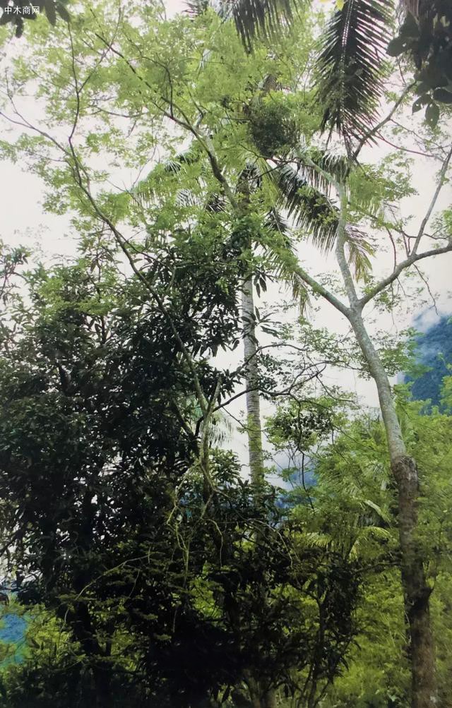 黄花梨的秘密!花黎仪态万方是形容谁的采购