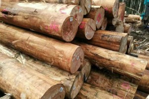 澳大利亚软木原木出口快速增长