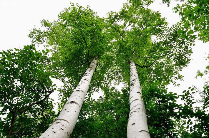 白桦树是一种什么树及种类