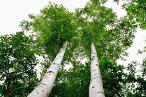 白桦树是一种什么树及种类?