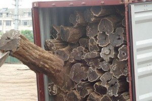 莫桑比克非法出口到中国的木材集装箱在彭巴港被查获