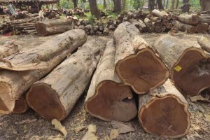 印尼柚木（政府自然林）原木大量原产地批发价格
