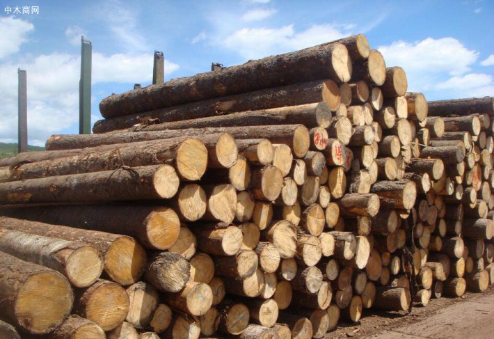 白松木材的优缺点及用途有哪些图片