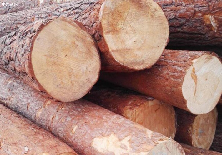 俄罗斯落叶松原木价格多少钱一立方米