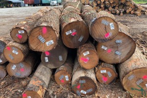 北美高等级红橡木原木原产地直销