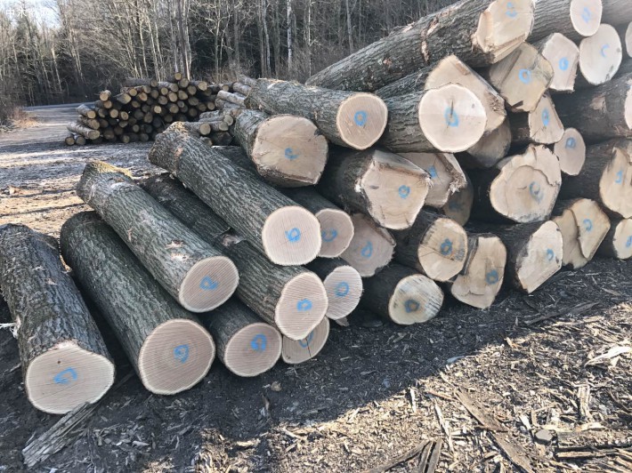 美国红橡木原木厂家批发价格