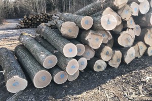 美国红橡木原木厂家批发价格