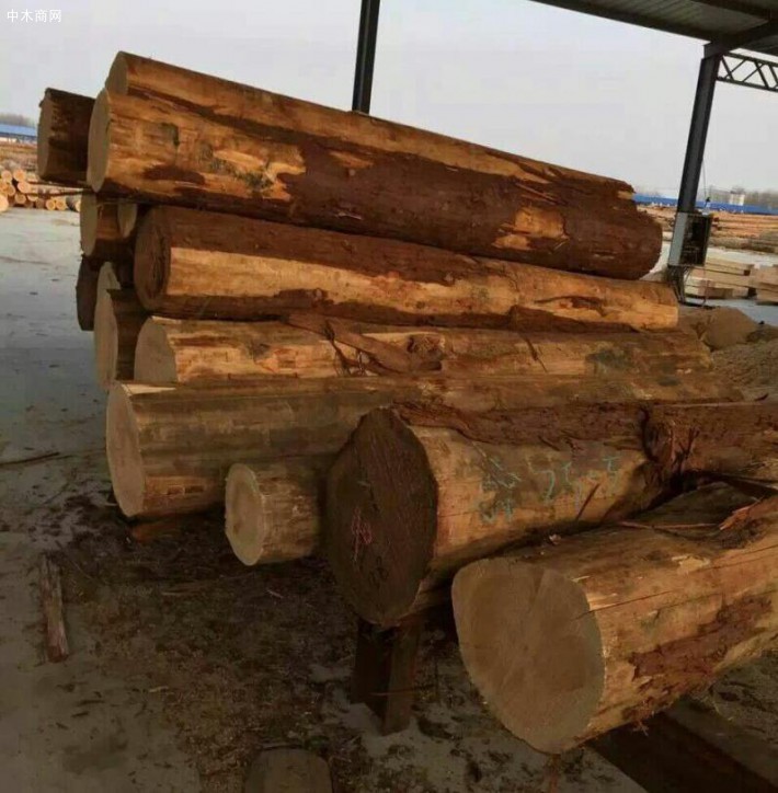 进口雪柏木原木板材厂家批发