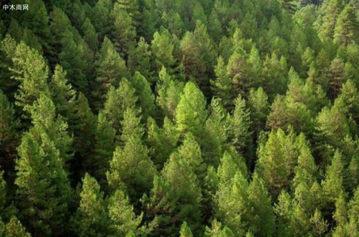 俄罗斯培育新树种将有效应对土壤退化和干旱现象