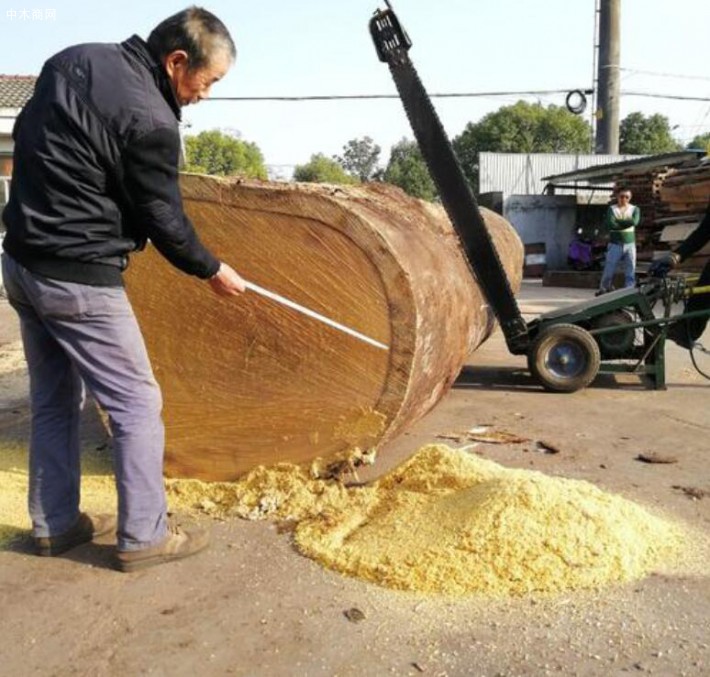 绿柄桑地板的优缺点与圆盘豆的区别有哪些价格