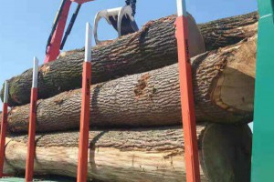 新冠疫情对欧盟热带木材进口影响变化不大