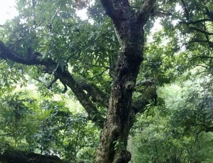 番龙眼木是什么木材及主要价值图片