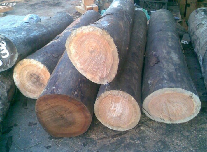 番龙眼木是什么木材及主要价值品牌