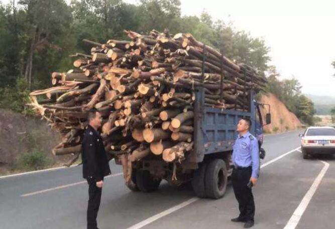 临江林业局维护木材流通秩序打击非法运输木材行为