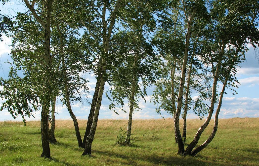 俄罗斯桦木是什么档次的木材及用途有哪些