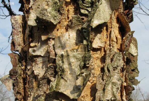 俄罗斯桦木是什么档次的木材及用途有哪些厂家