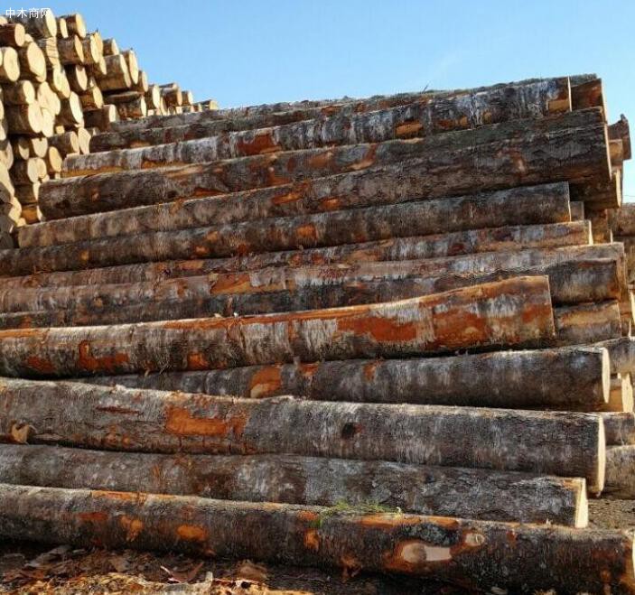 俄罗斯桦木是什么档次的木材及用途有哪些批发