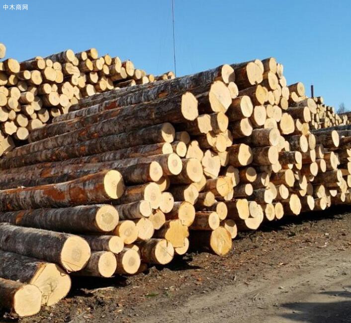 俄罗斯桦木是什么档次的木材及用途有哪些图片