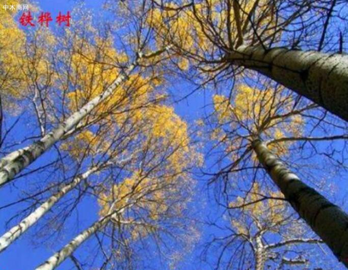 俄罗斯铁桦木的特点有哪些图片