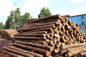 四川与重庆两地建立进口松木材检疫互认机制