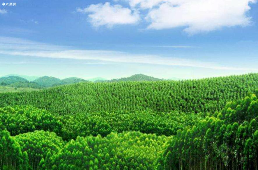 丰林集团拟50亿元投建丰林木材产业园项目签订了