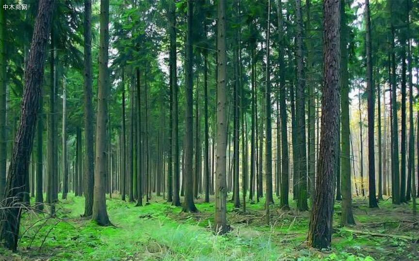2020一季度广西林业总产值大增三成