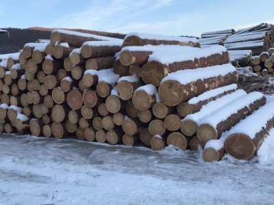 原产地直销俄罗斯樟子松,落叶松原木板材