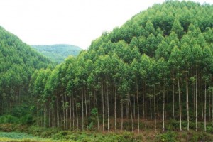 技术:桉树林地上的铁芒箕比较好不要打除草剂