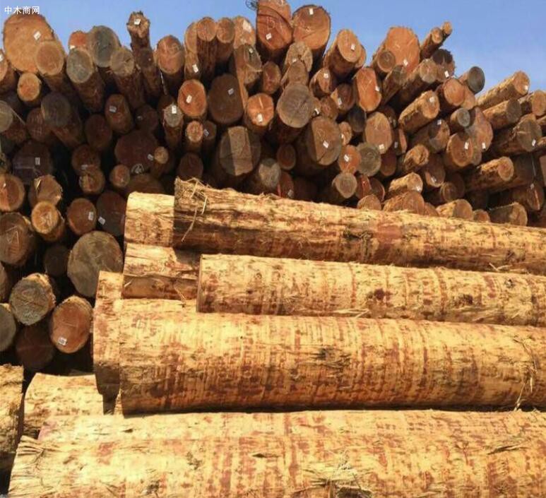 印度本国进口原木被建议取消关税
