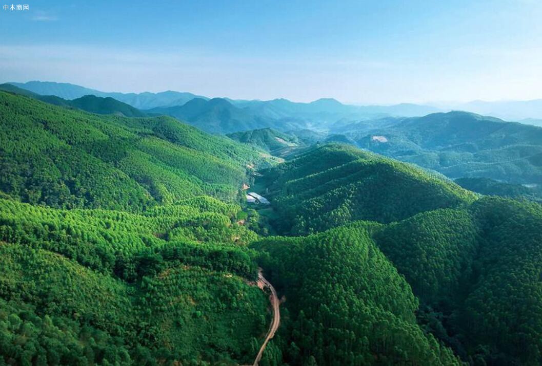 2020年广西省黄冕林场木材生产调查设计实现三“比较”