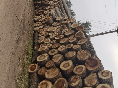 厂家批发白杨木烘干板材,白杨木家具板材图3