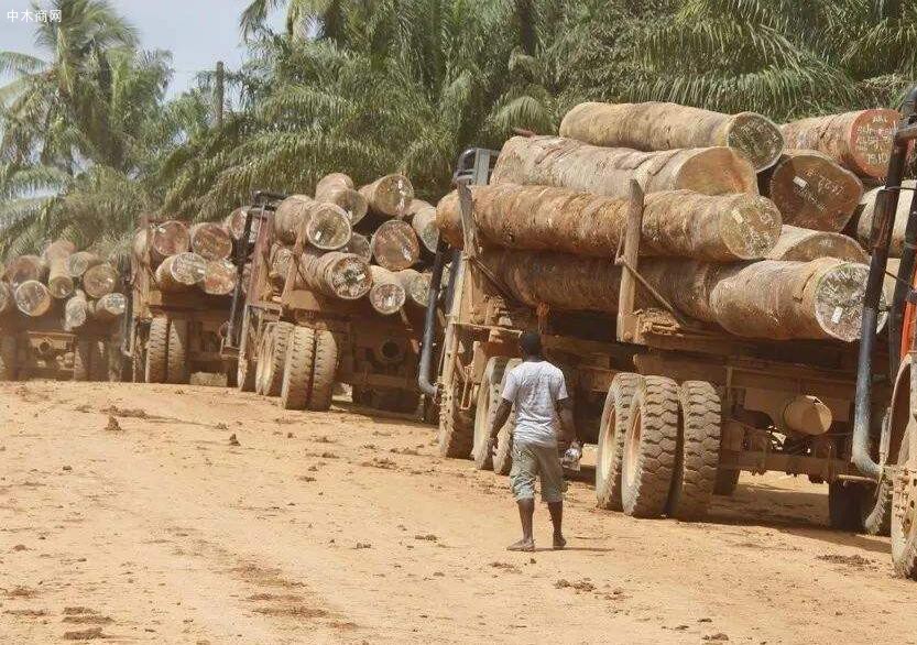 利比里亚国内木材价格行情上涨了将近一倍_2020年10月13日