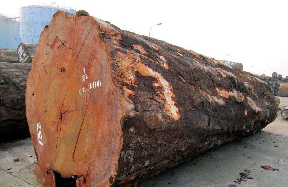 中国伐木工人因在加蓬梅坎博林区盗窃巴花木材而遭逮捕