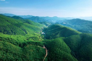 2020陕西省国家储备林基地建设启动
