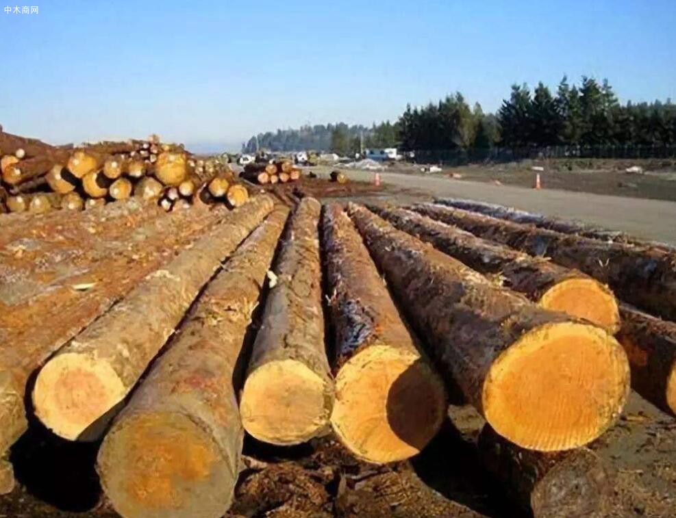 针叶材原木价格行情大幅上涨