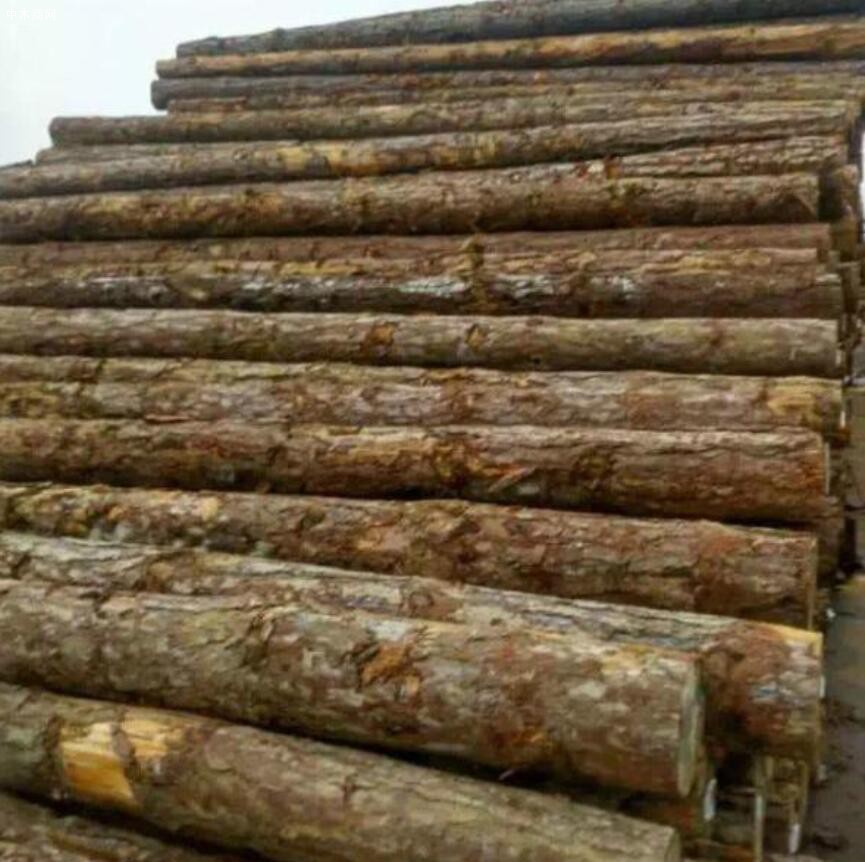 广东木材市场南方松原木价格行情跌幅超过10%